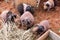 Adorable skinny pig or hairless guinea pig family are eating dry grass