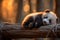 Adorable sleeping baby panda, lying on a big tree