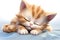 Adorable sleeping cartoon cat