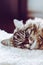 Adorable sleeping cat. Grey kitty takes a nap. Animal sleep, animal nap. Cute animals. The Persian cat is lying on white fluffy