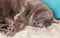 Adorable sleeping grey adult cat