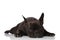 Adorable sleepy black french bulldog lying