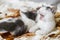 Adorable sleepy kitten yawning in autumn leaves on soft blanket. Two cute white and grey kittens cuddling and snoozing in fall