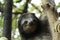 Adorable sloth hanging onto a tree branch in a natural outdoor setting