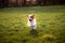 Adorable small brown and white Cavachon dog running energetically in a lush green grassy field