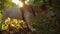 Adorable small dog jack russell terrier eating grass in city park.