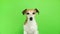 Adorable small dog looking to the cam. Video footage. Green chroma key background