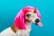 Adorable small dog in pink wig on blue backgrond. Tongen licking.