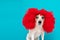 Adorable small dog in red wig