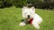 Adorable small dog West hiland white liying down on the grass enjoying sun sunbathing. Summer time. Red leash. Video