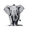 Adorable small elephant vector illustration, Realistic illustration of an elephant