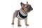 Adorable small frenchie in costume looking to side