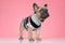 Adorable small frenchie in costume looking up