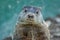 Adorable small funny young groundhog closeup faces front