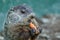 Adorable small funny young groundhog holds a carrot with both hands