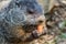 Adorable small funny young groundhog holds a carrot with both hands