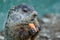 Adorable small funny young groundhog holds a carrot with both hands