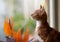 Adorable small ginger red tabby kitten looking through a window with birds of paradise on the other side of the glass.