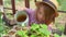 Adorable small girl kid in hat watering seedlings