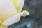 Adorable small  grasshopper sitting on the edge of a white rose petal closeup