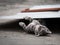 Adorable small gray little kitten playing. Domestic kitten