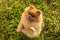 Adorable small hungry dog Pomeranian Spitz dancing begging for treat. Outdoor nature green grass