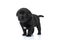 Adorable small labrador retriever doggy looking to side