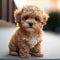 Adorable small Maltipoo with curly fur and brown eyes looking at camera on pavement against blurred background AI