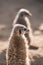 Adorable small meerkats (Suricata suricatta) standing on a sandy area