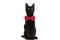 Adorable small metis black kitty looking up and wearing red bowtie