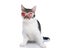 adorable small metis cat with sunglasses sitting and looking forward