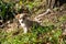 Adorable small puppy in a peaceful outdoor setting