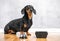 Adorable smart dachshund sits in room on wooden floor, next to bowl and waiter bell, grey wall on background.