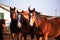 Adorable smart hoofed pets at sunset. Herd of beautiful young brown and red horses stands on farm and poses