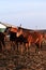 Adorable smart hoofed pets at sunset. Herd of beautiful young brown and red horses stands on farm and poses