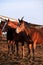 Adorable smart hoofed pets at sunset. Herd of beautiful young brown and red horses stands on farm and poses