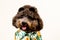 An adorable smiling black toy Poodle dog with sunglasses on head and Hawaii dress for summer season on white background