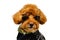 An adorable smiling brown toy Poodle dog wearing sunglasses, golden necklace and dressing with leather jacket for travel concept