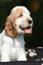 Adorable smiling English Cocker Spaniel puppy
