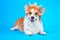 Adorable smiling welsh corgi pembroke or cardigan dog in headband with gold crown on head obediently lies on blue background, copy