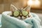 Adorable Spa Day For A Pampered Kitten Cucumber Eyes And All