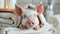 Adorable spa pig: cute and pampered pig enjoying relaxing spa treatments, a charming and delightful scene of animal