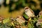 Adorable sparrow bird