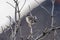 Adorable sparrow perched on a thin, snow-covered tree branch outside in the wintertime