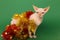 Adorable Sphynx cat with colorful tinsels on green background