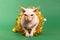 Adorable Sphynx cat with golden tinsel on green background
