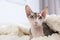 Adorable Sphynx cat looking into camera at home