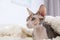 Adorable Sphynx cat under blanket on sofa at home, space for text