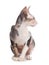 Adorable Sphynx cat on white. Cute friendly pet