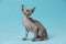 Adorable Sphynx kitten on light blue background. Baby animal